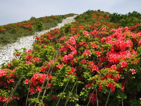 🏞️ 고레이비츠 고개(고레이비츠토게) 이미지 6